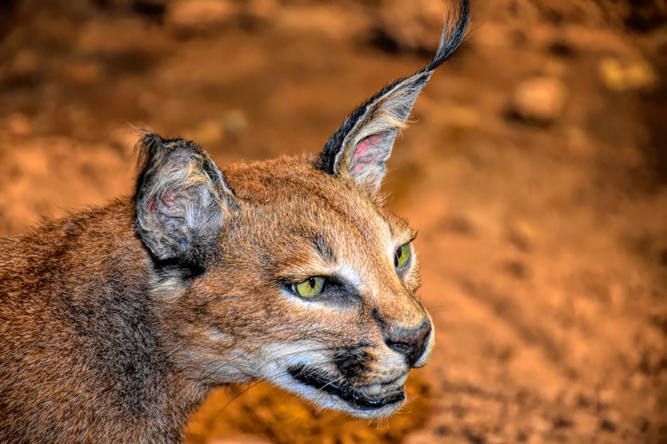 Caracal Cat Wildlife