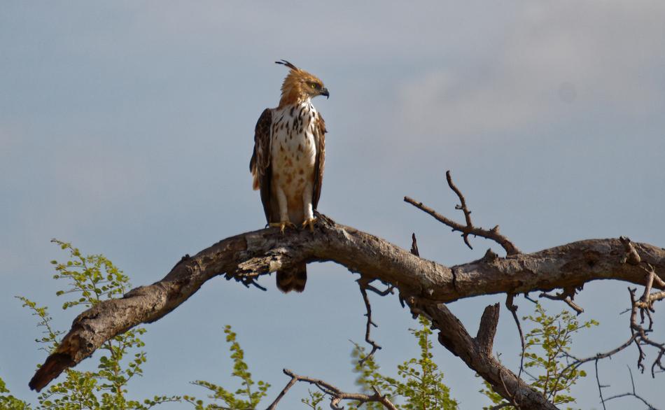 wild bird on a branch