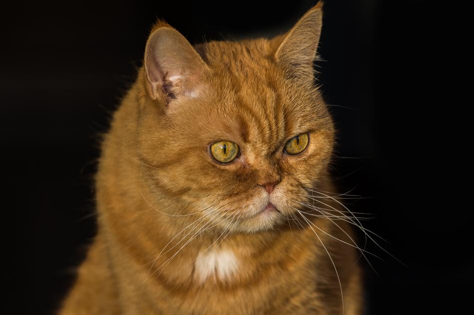 Cat Pet Domestic Cat'S