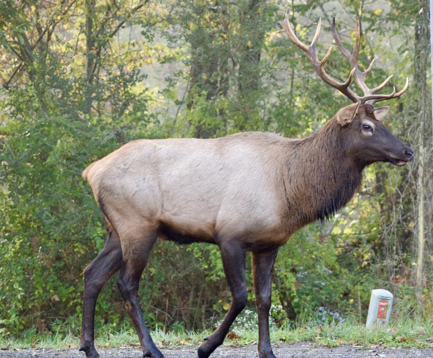 Elk Deer Stag in wildlife