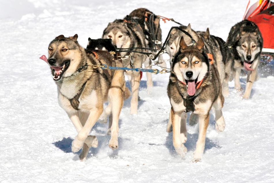 Canine Hitch Musher