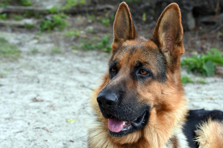 Dog Animal German Shepherd