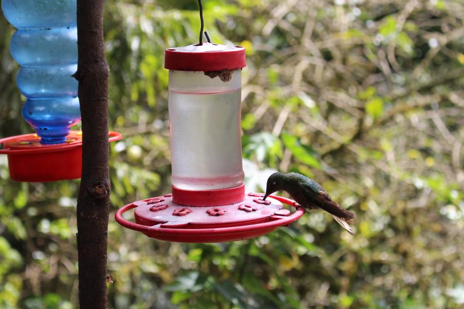 Hummingbird Bird Close Up