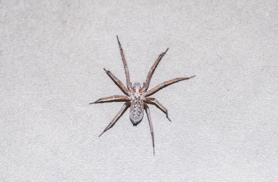 Spider Animal Nature