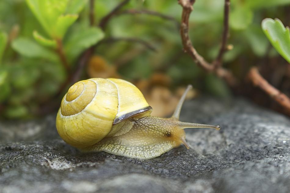 Snail Cottage Shell