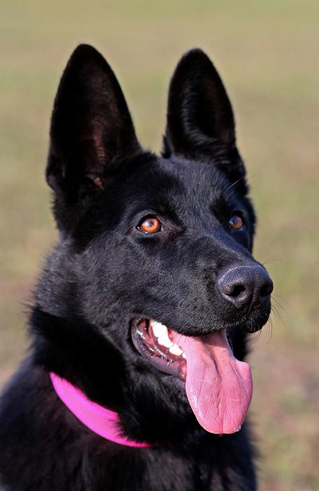 Black German Shepherd Dog Portrait