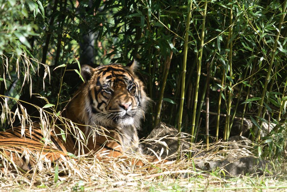 Tiger Zoo Feline