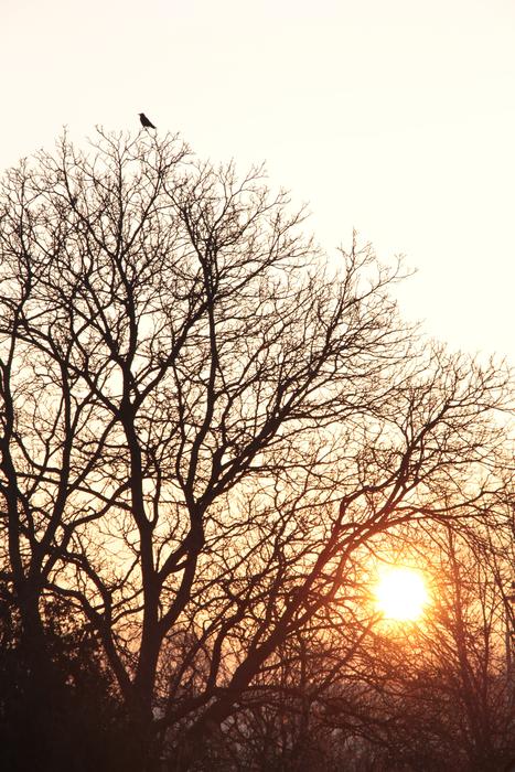 Morning Light Sunrise Winter