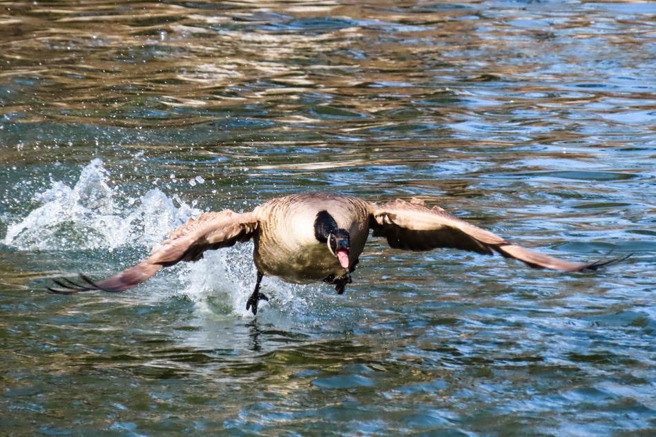 Animal World Bird Goose Water