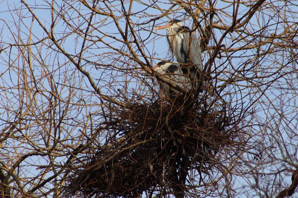 Heron Nest Breed