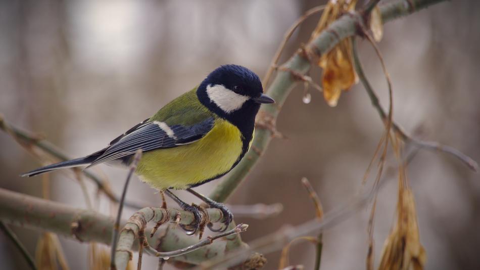 Tit Bird Nature Living