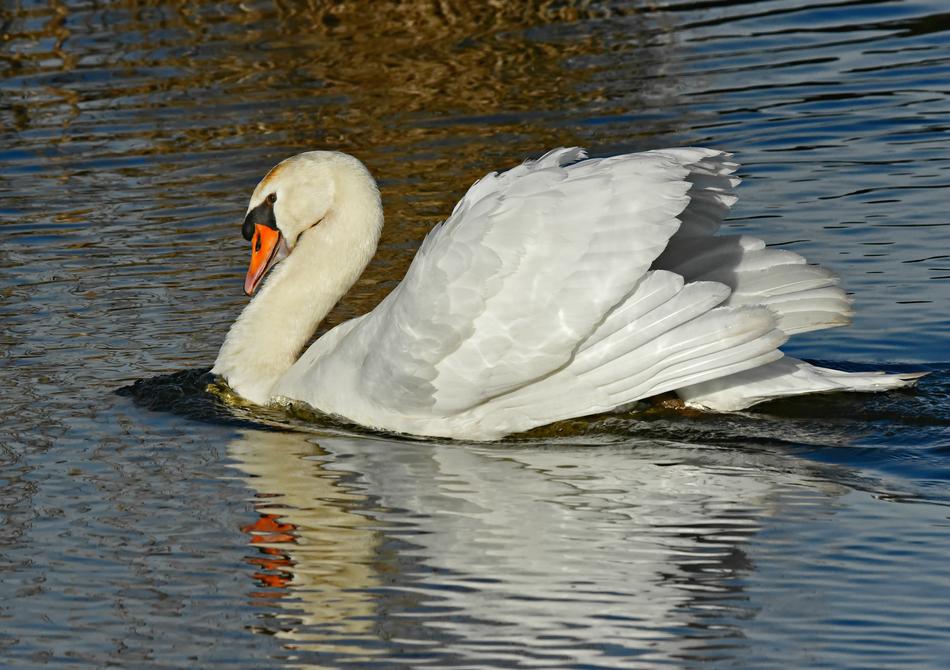the white swan is beautiful