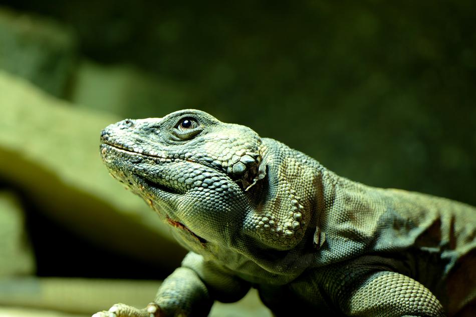 Lizard Animal Reptile