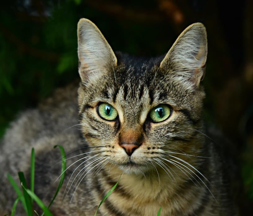 Cat Animal Mammal
