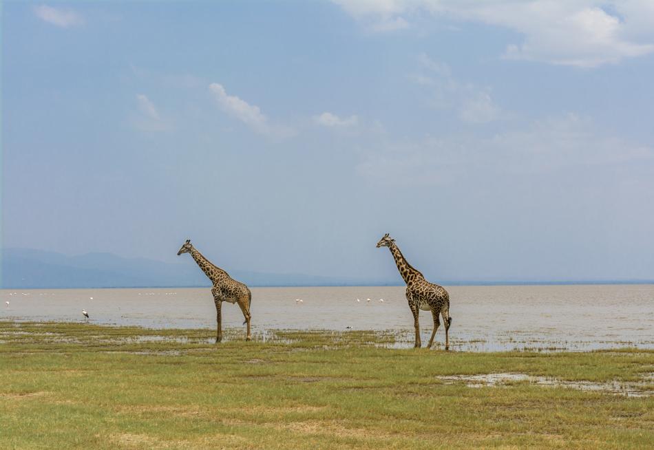 Giraffe Safari Africa