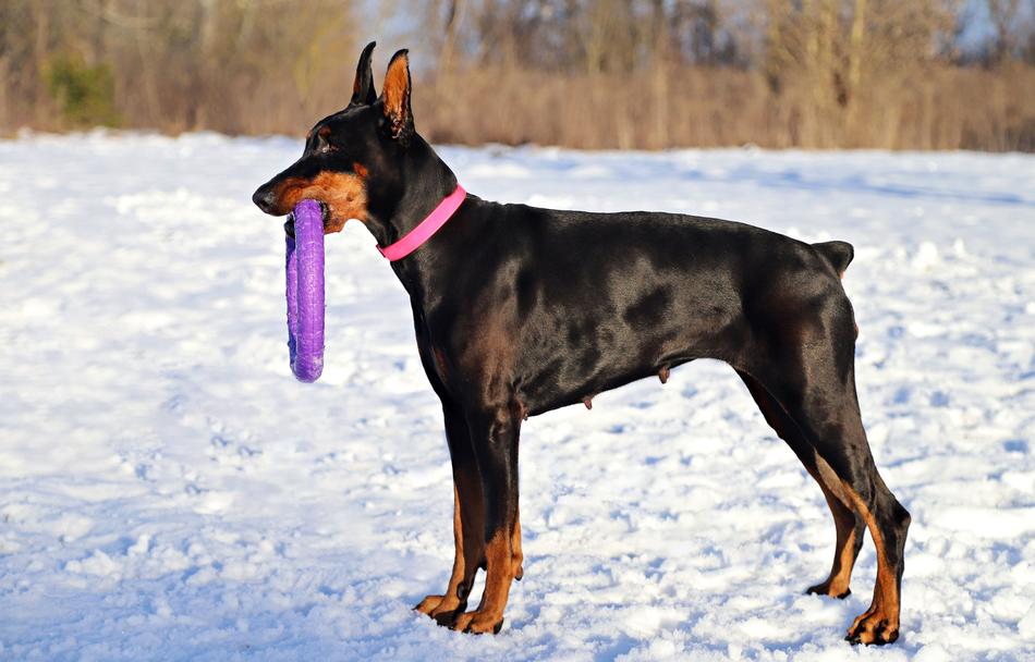 Doberman Dog Hoop nature