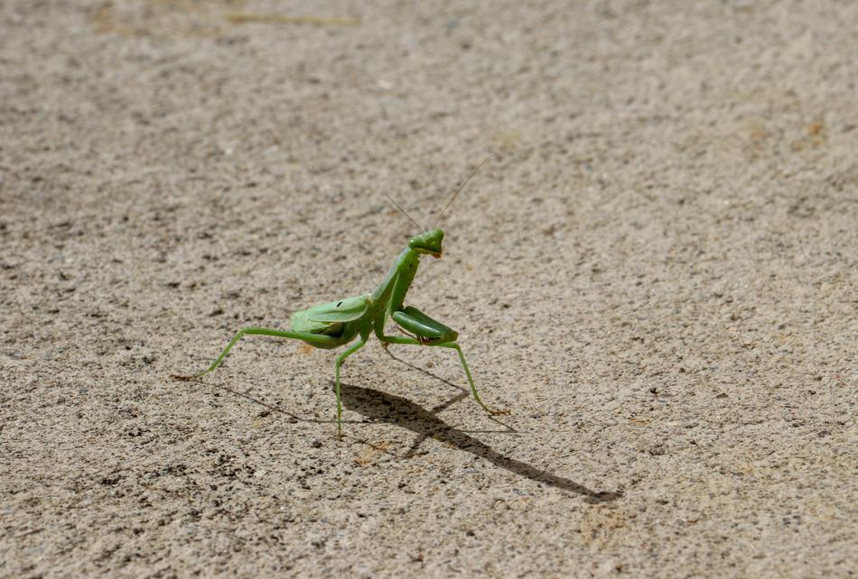 Praying Mantis Green