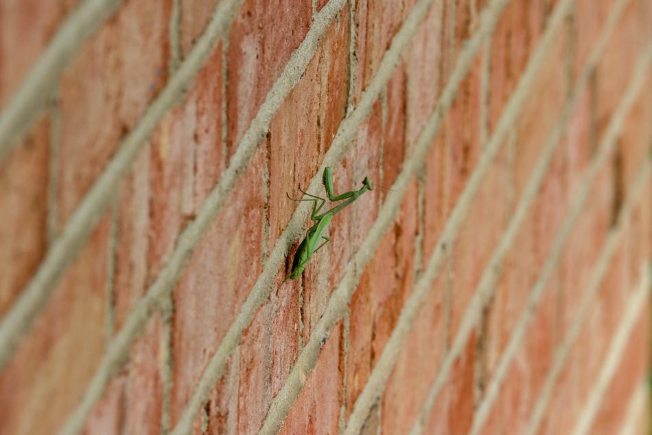 Green Praying Mantis on brick wall
