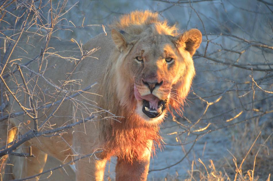 Lion Africa Wildlife
