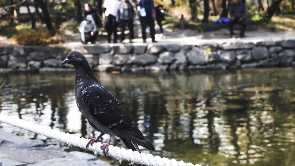 Bird Pool Korea