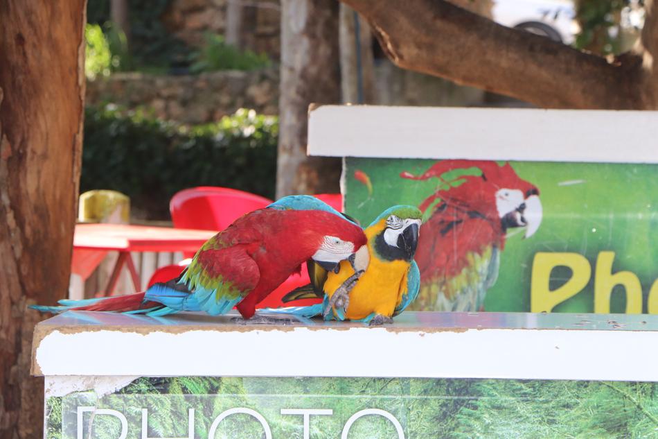 Parrot Parrots Bird