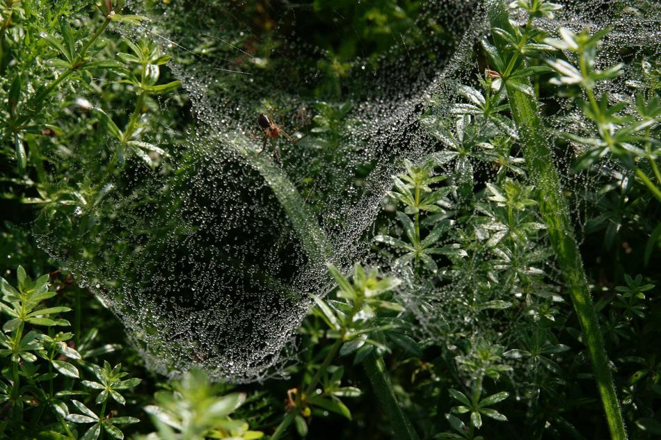 Insect Meadow Spider