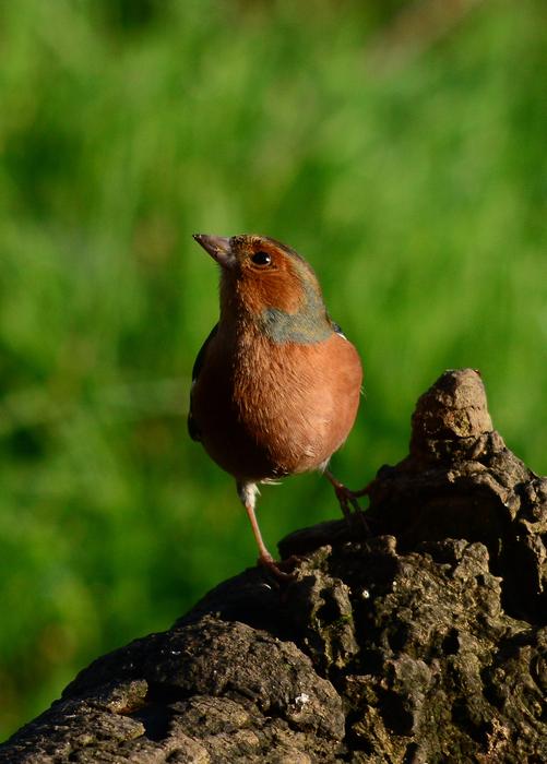 Chaffinch Bird Nature