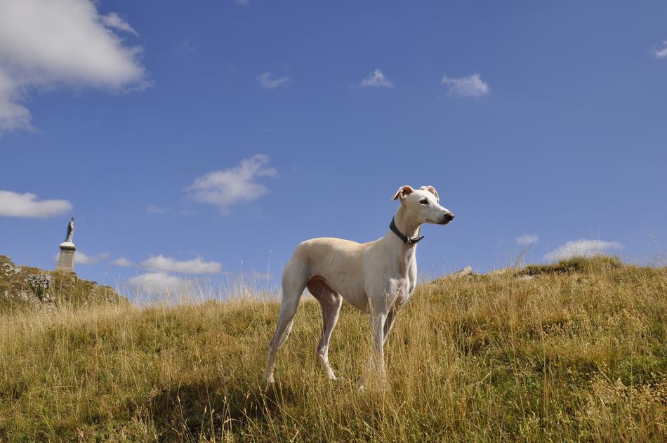 white dog in green grass