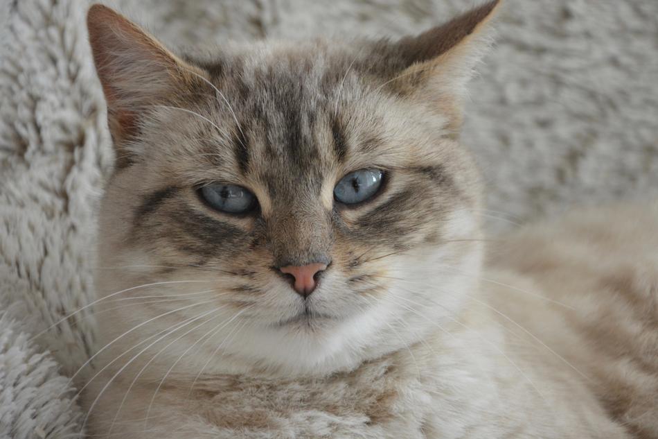 Cat Head Blue Eyes Feline