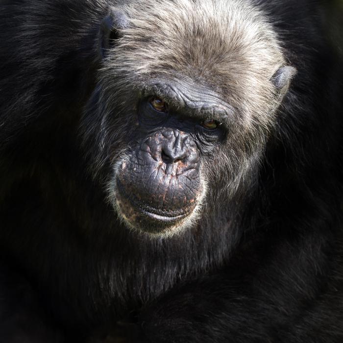 wild chimpanzee Monkey Animal