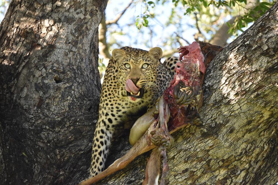 a leopard hunts in the trees
