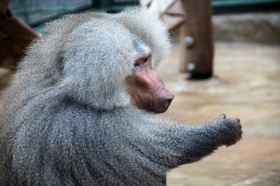 Monkey Baboon Animal