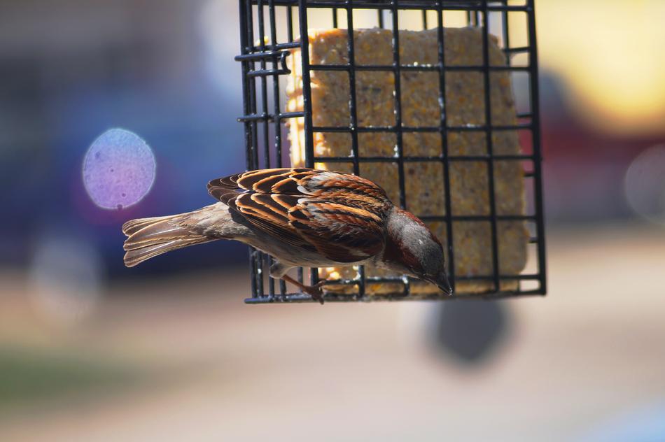 Wild Bird Sparrow Wildlife