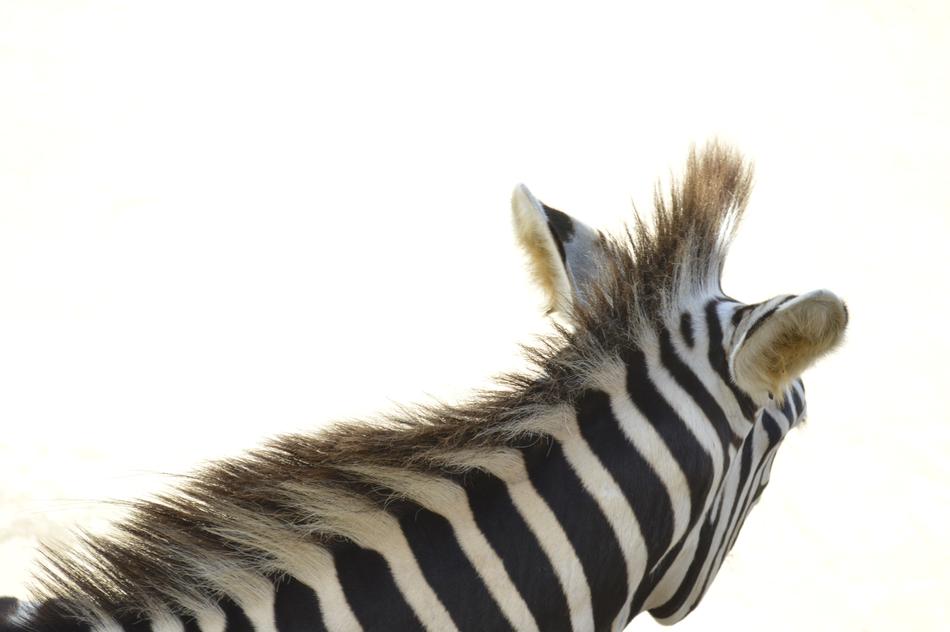 Zebra Animal neck