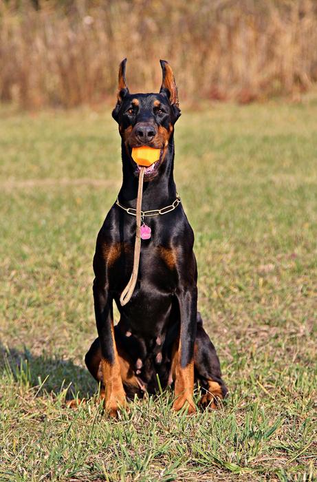 Doberman Dog Sitting