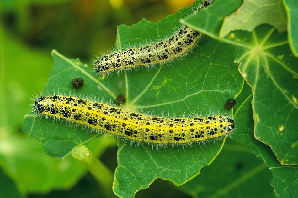 Kålsommerfugl Larvae Natural