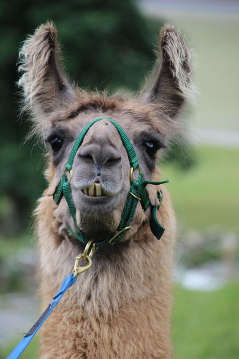 funny llama fluffy