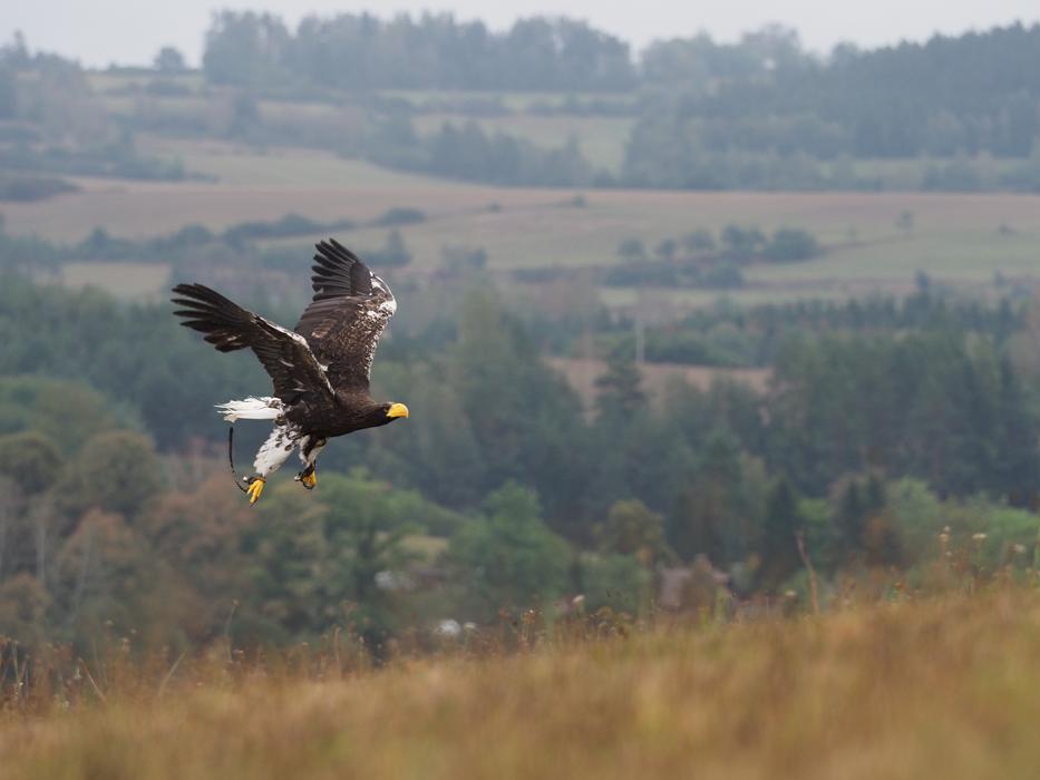 Bird Animal Eagle