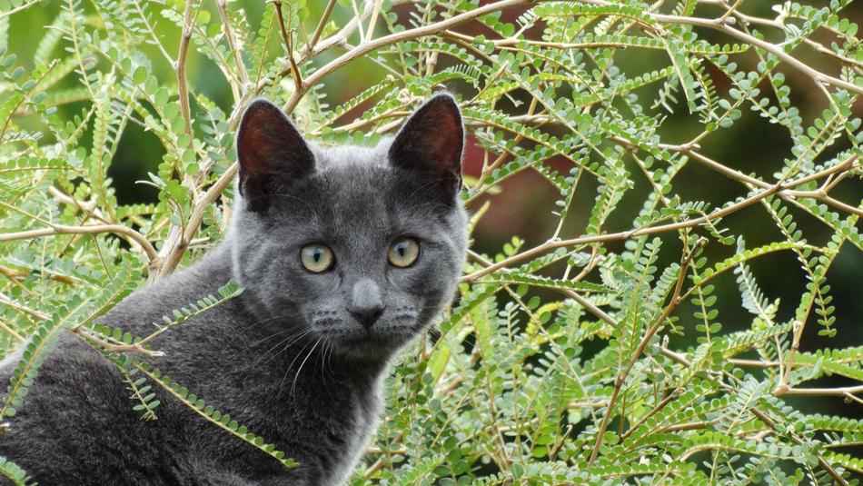Cat Grey Green