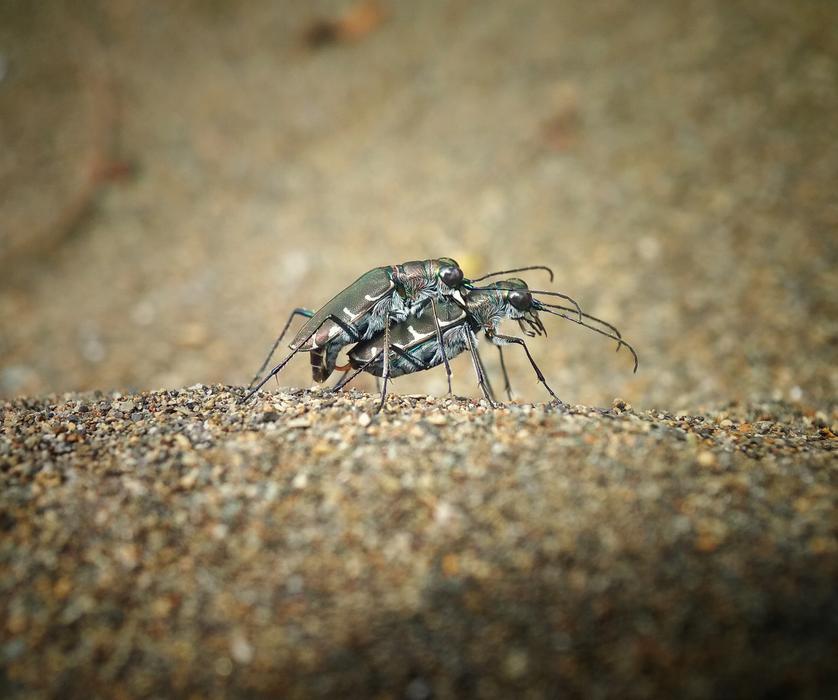 Tiger Beetle Matings Insect