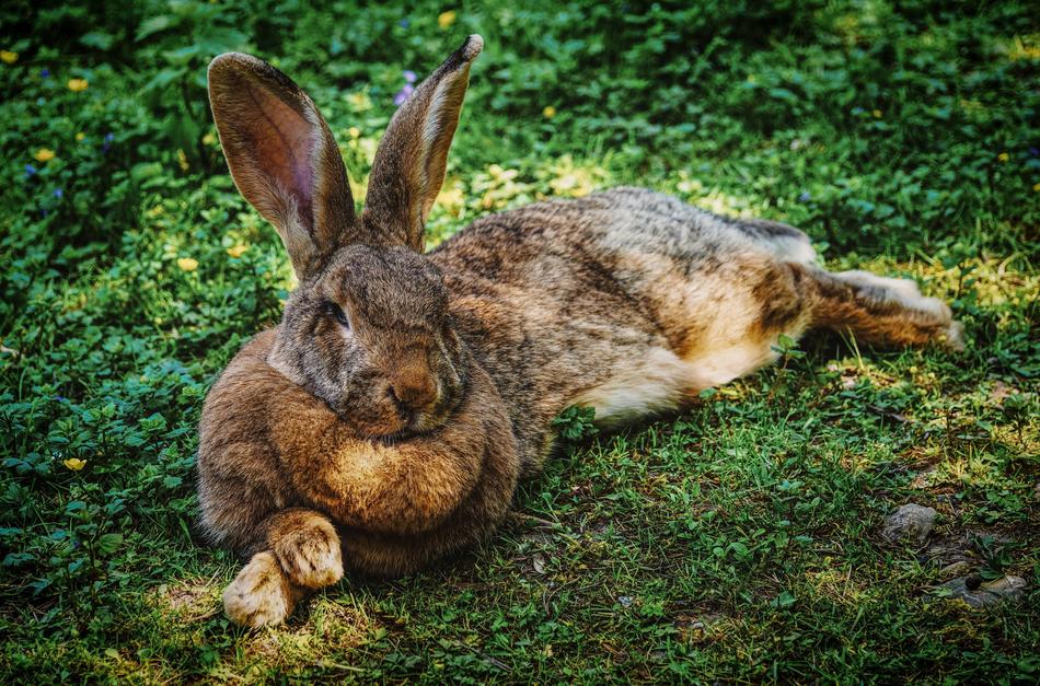 Hare Rabbit Animal World Close up
