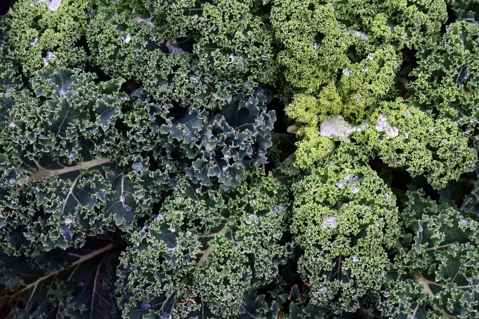 green fresh cabbage leaves