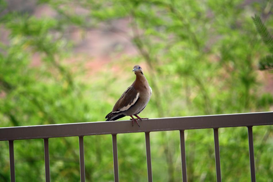 Pigeon Bird Balcony