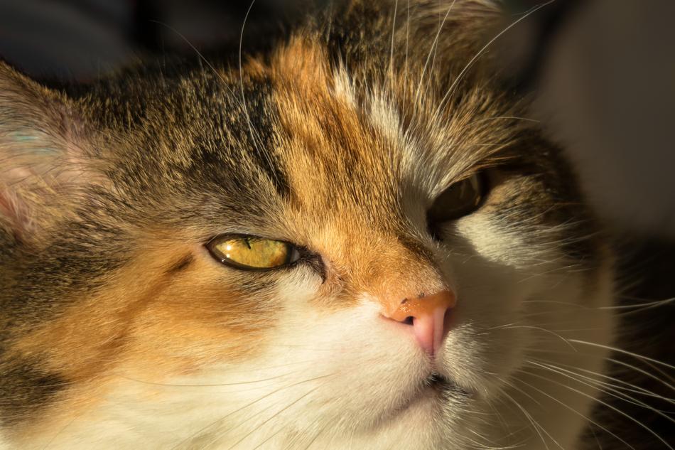 Cat Cat'S Eyes Look Up