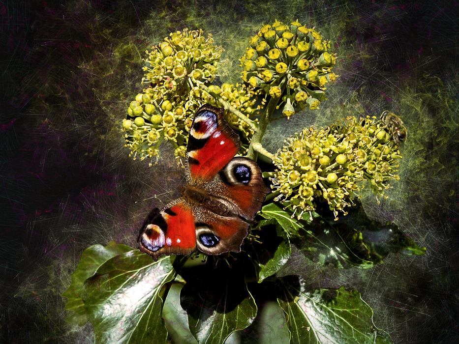 Peacock Butterfly insect photomontage