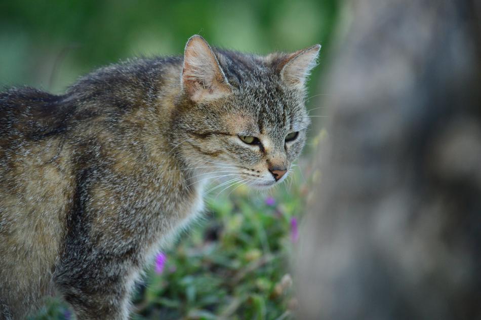 Cat Feline Pet Domestic