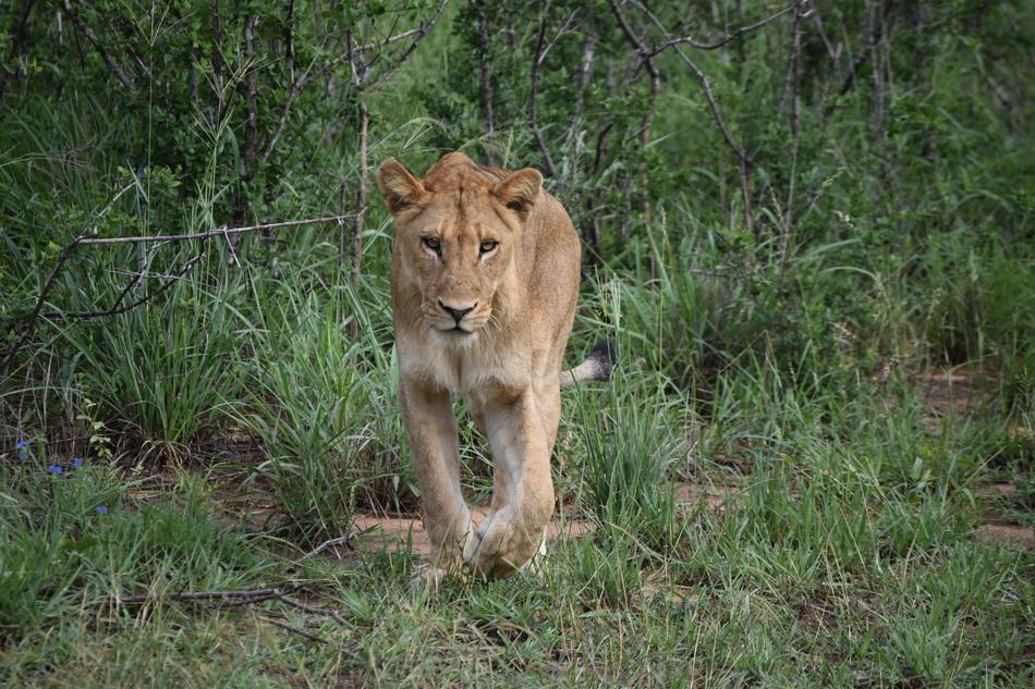 Lion Carnivore Predator