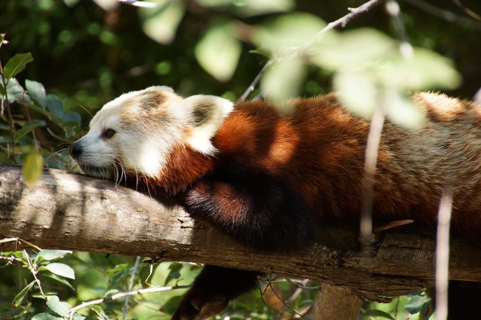 Red Panda Animal