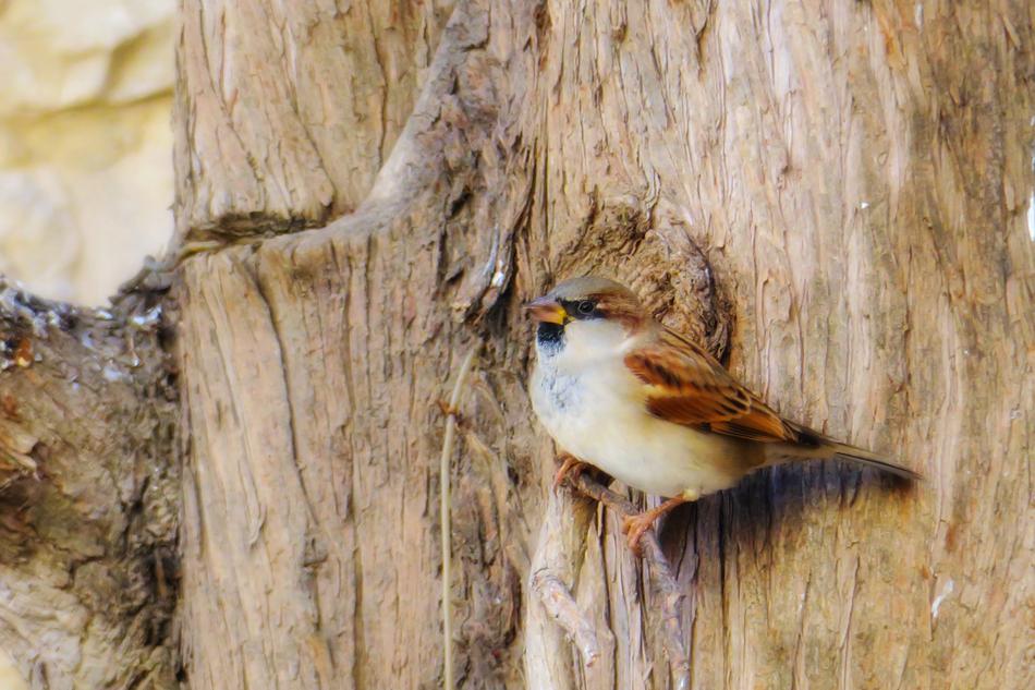 little bird in a hollow tree