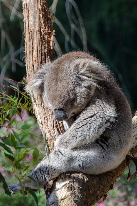 Koala Marsupial Mammal